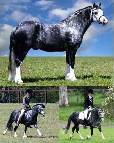 Bellingara Sinatra - Welsh Sec A Gelding by Stallion at Stud Trentlyn Benson