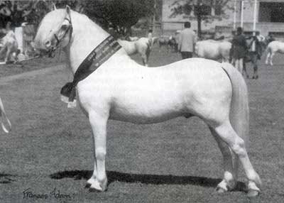 Coed Coch Norman, Royal Welsh Champion, Sire of Owendale Bart
