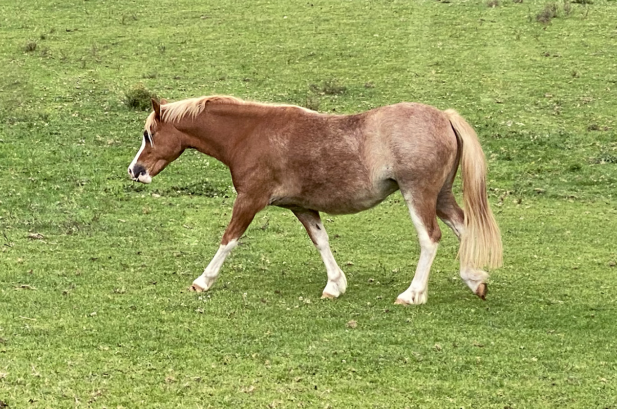 Chestnut Welsh Mountain Pony Filly For Sale