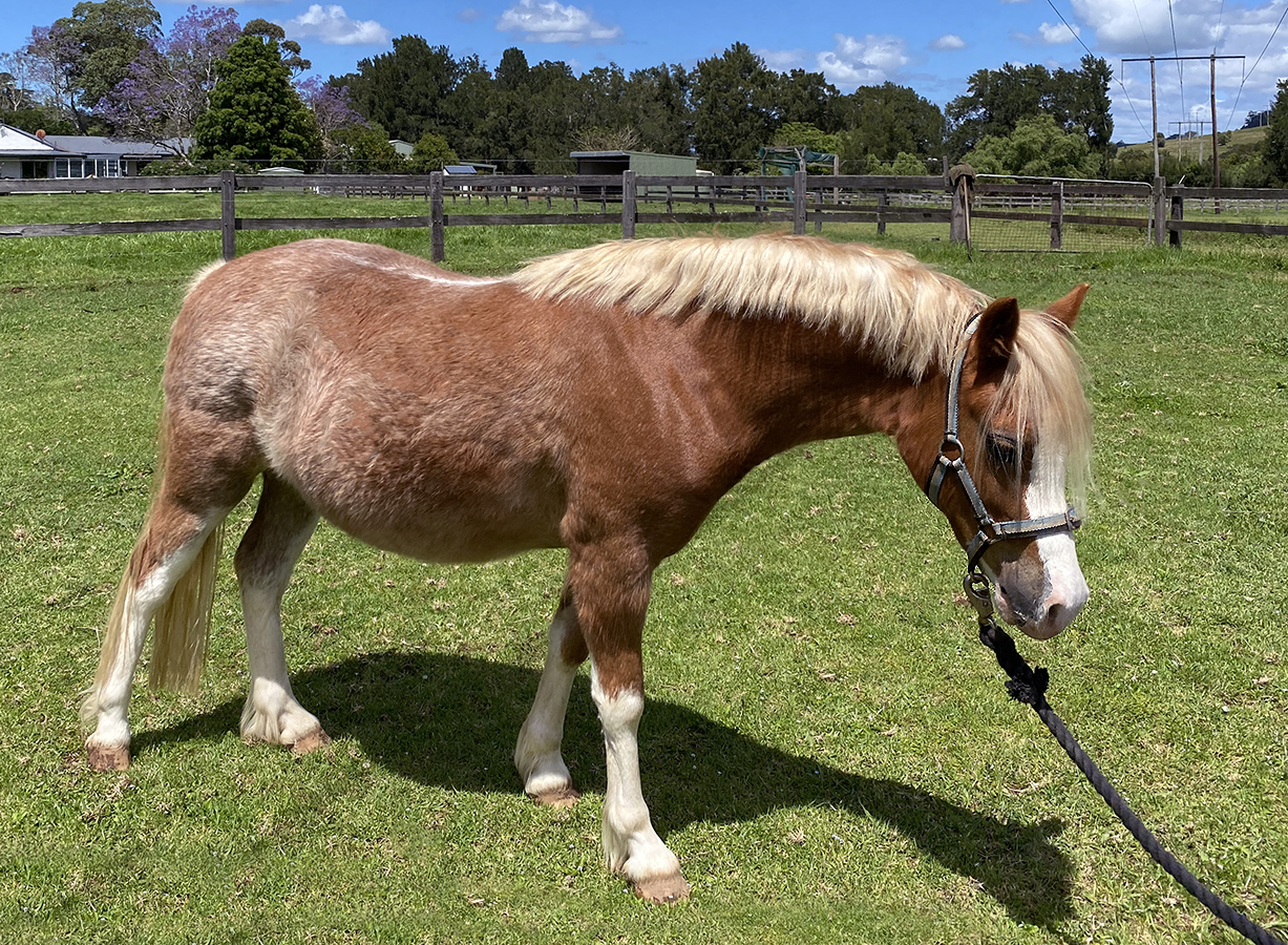 Welsh Sec A Filly for sale