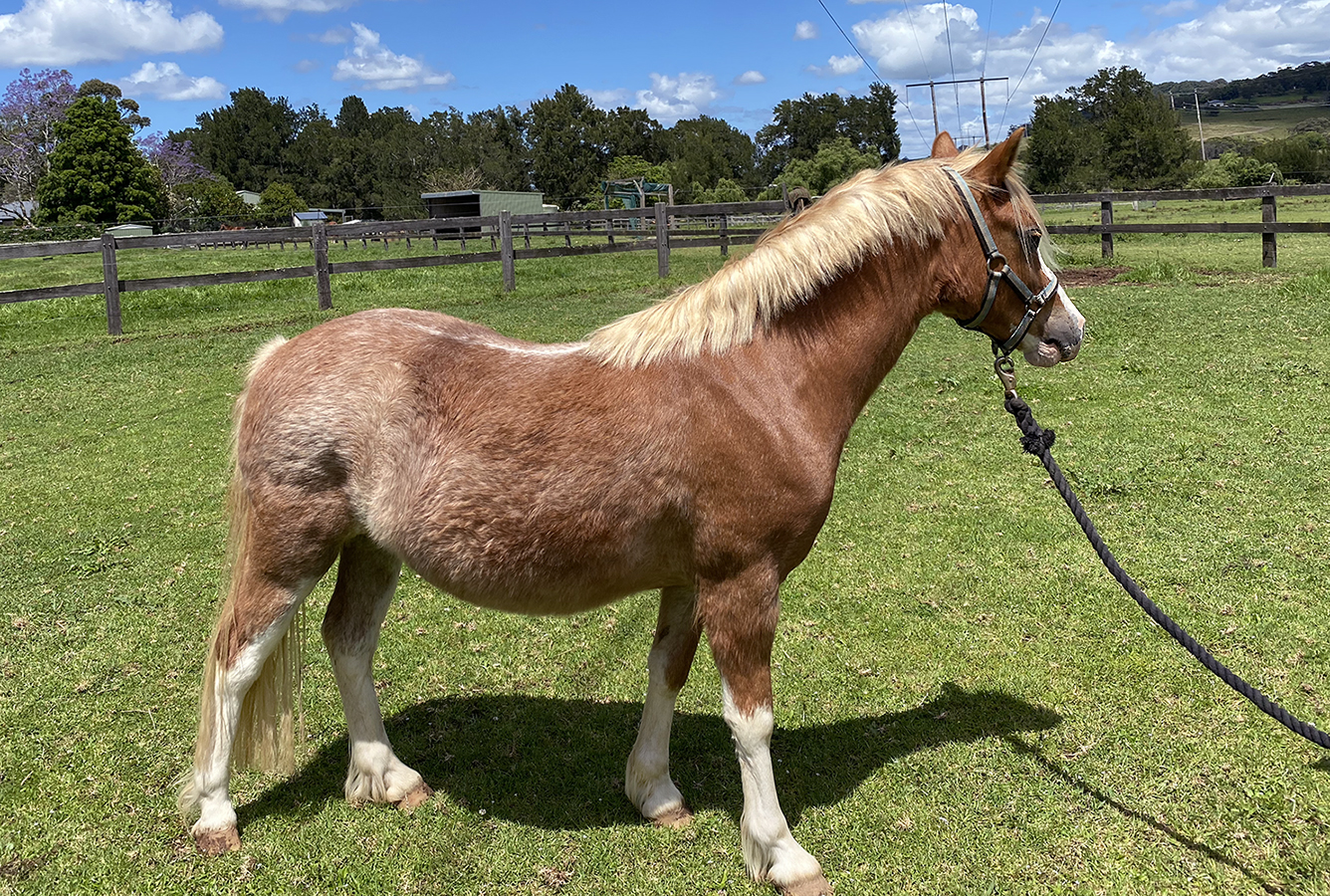 Welsh Sec A Filly for sale