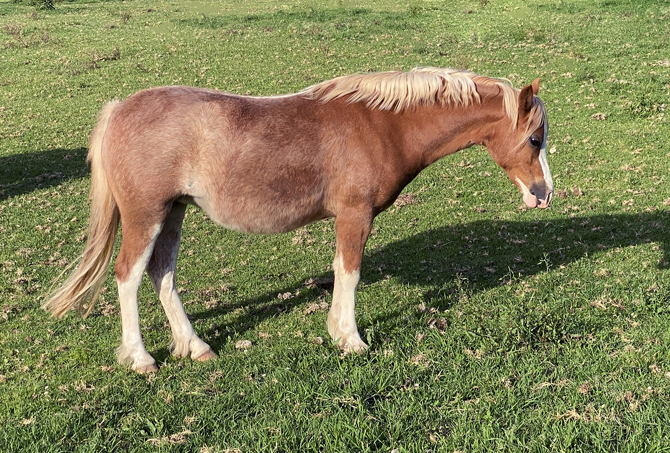 Welsh Sec A Filly for sale
