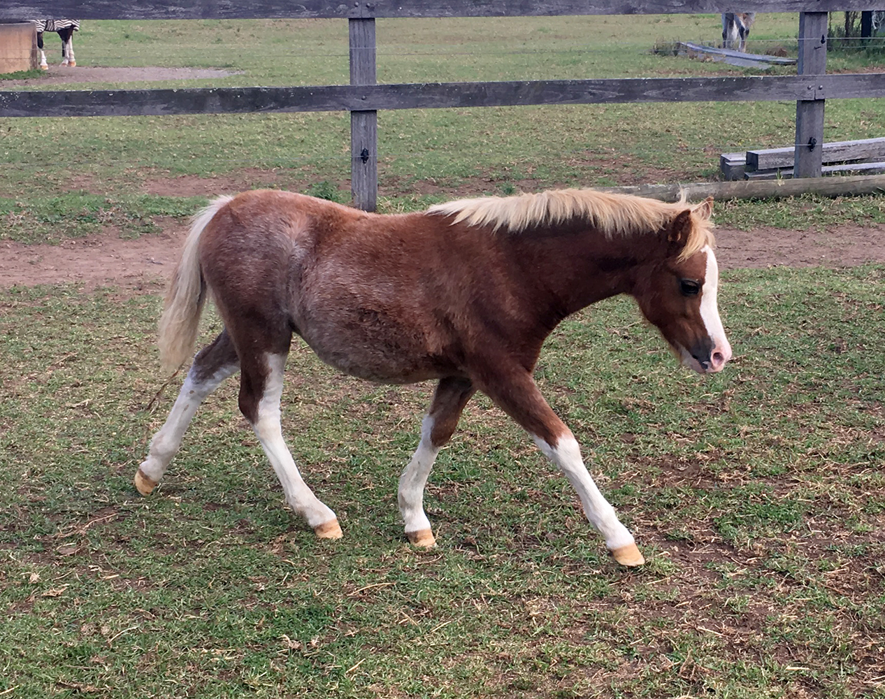 Flaxend chestnut Welsh fily for sale