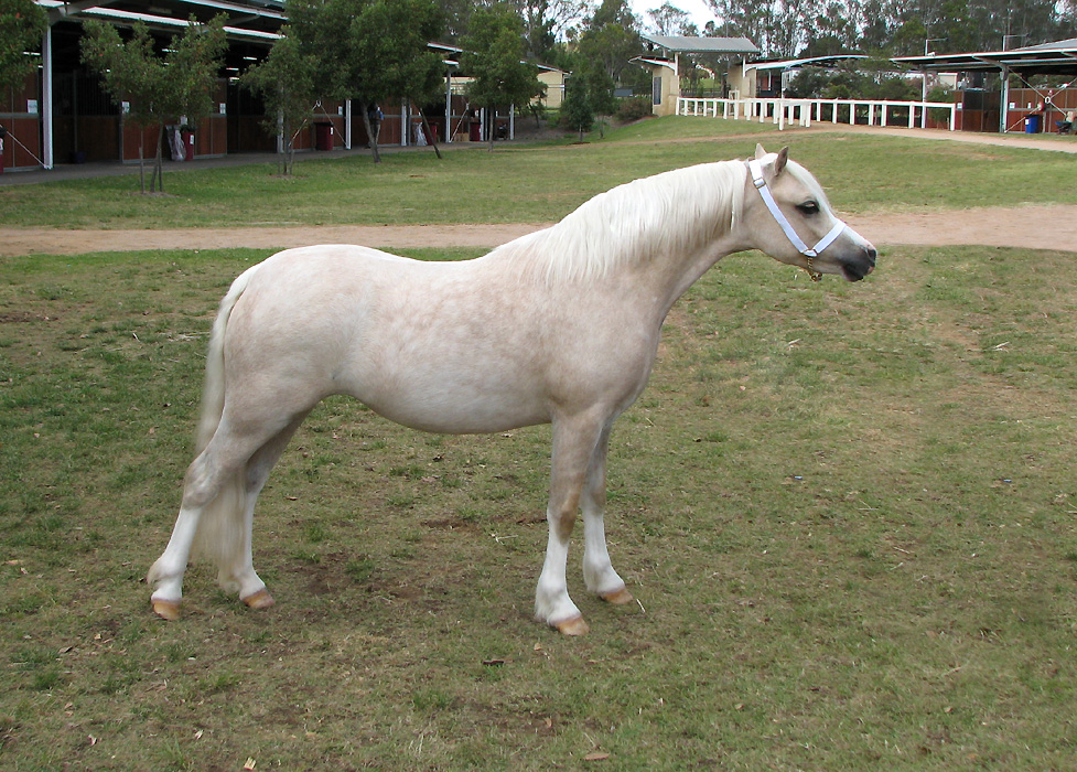 Bellingara Tinsel Town - Welsh A 2yo Filly