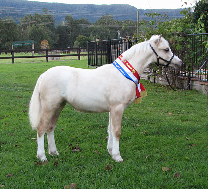 Bellingara Tinsel Town - Champion Welsh Mountain Filly Foal