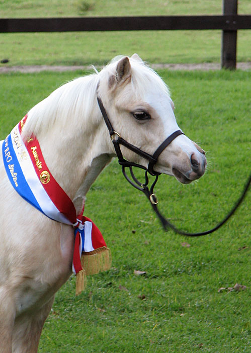 Bellingara Tinsel Town