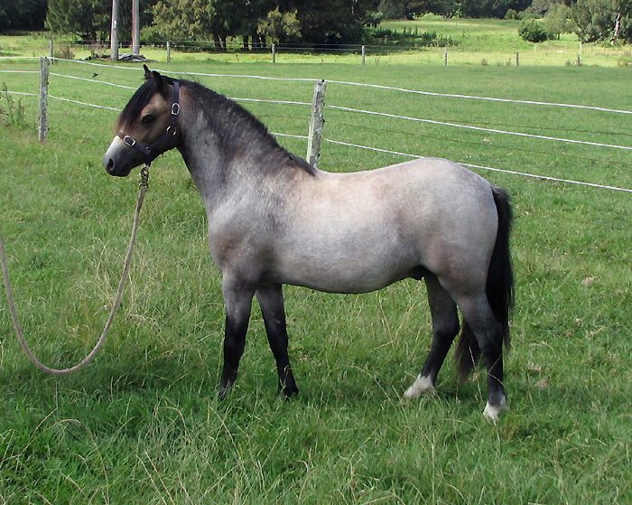 Welsh Mountain Pony For Sale