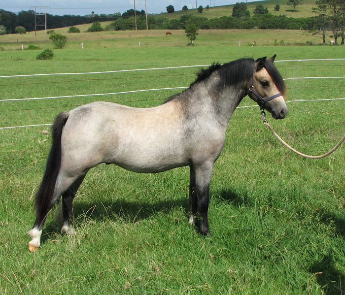 Welsh Mountain Pony For Sale