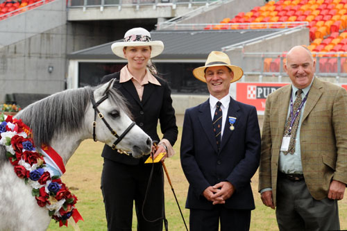 Bellingara Leilani - Supreme Welsh Mountain Pony Sydney Royal 2012