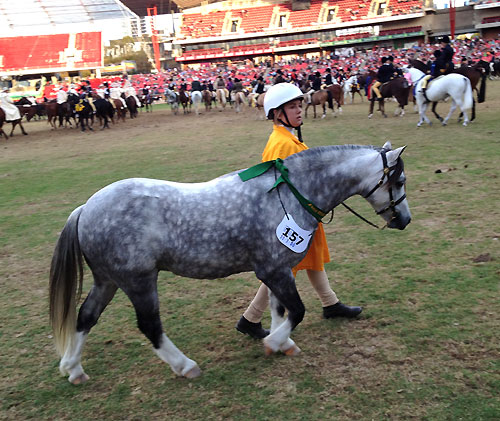 Shannon and Nemo, wearing his ribbon from the Welsh Mountain Pony Gelding Class 