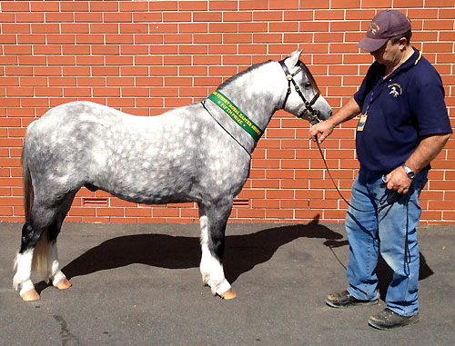 Welsh Mountain Pony Gelding Bellingara Nemo at Sydney Royal 2012