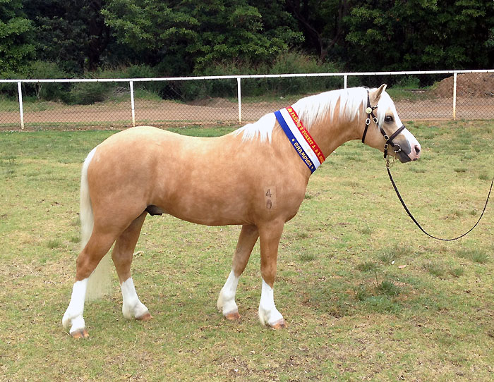 Bellingara Nirvana - Palomino Welsh Mountain Pony Colt