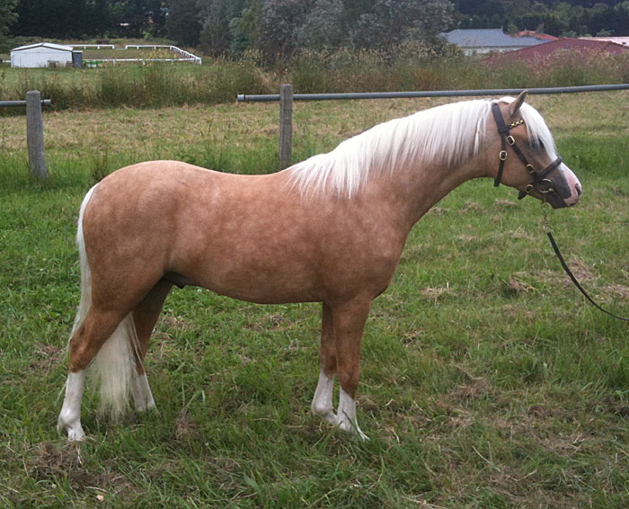 Bellingara Nirvana - Welsh Sec A Palomino Yearling Colt