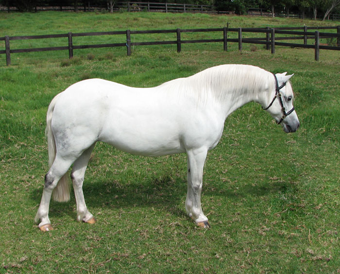 Madison Park Knock-Out: Welsh Sec A Pony For Sale