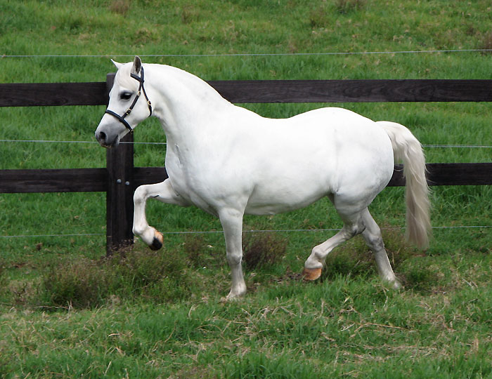 Madison Park Knock-Out Harness Pony Prospect For Sale