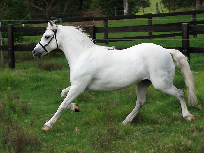 Madison Park Knock-Out Welsh Sec A Mare For Sale