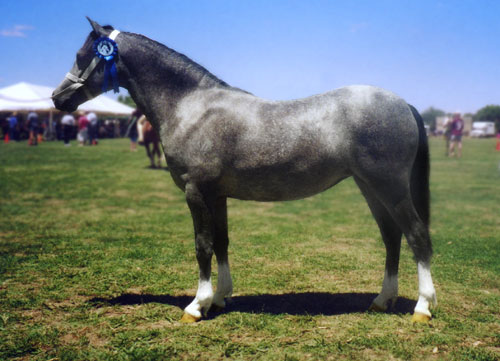 Madison Park Knock-Out at the Victorian All Welsh Show 2004, Winner of Welsh A Yearling Filly