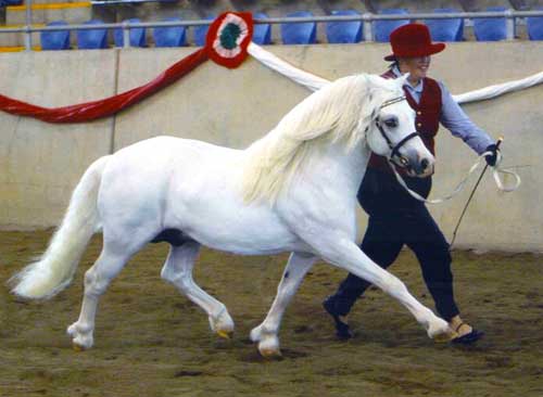 Osory Destiny - Multi Champion Stallion Sired by Owendale Bart