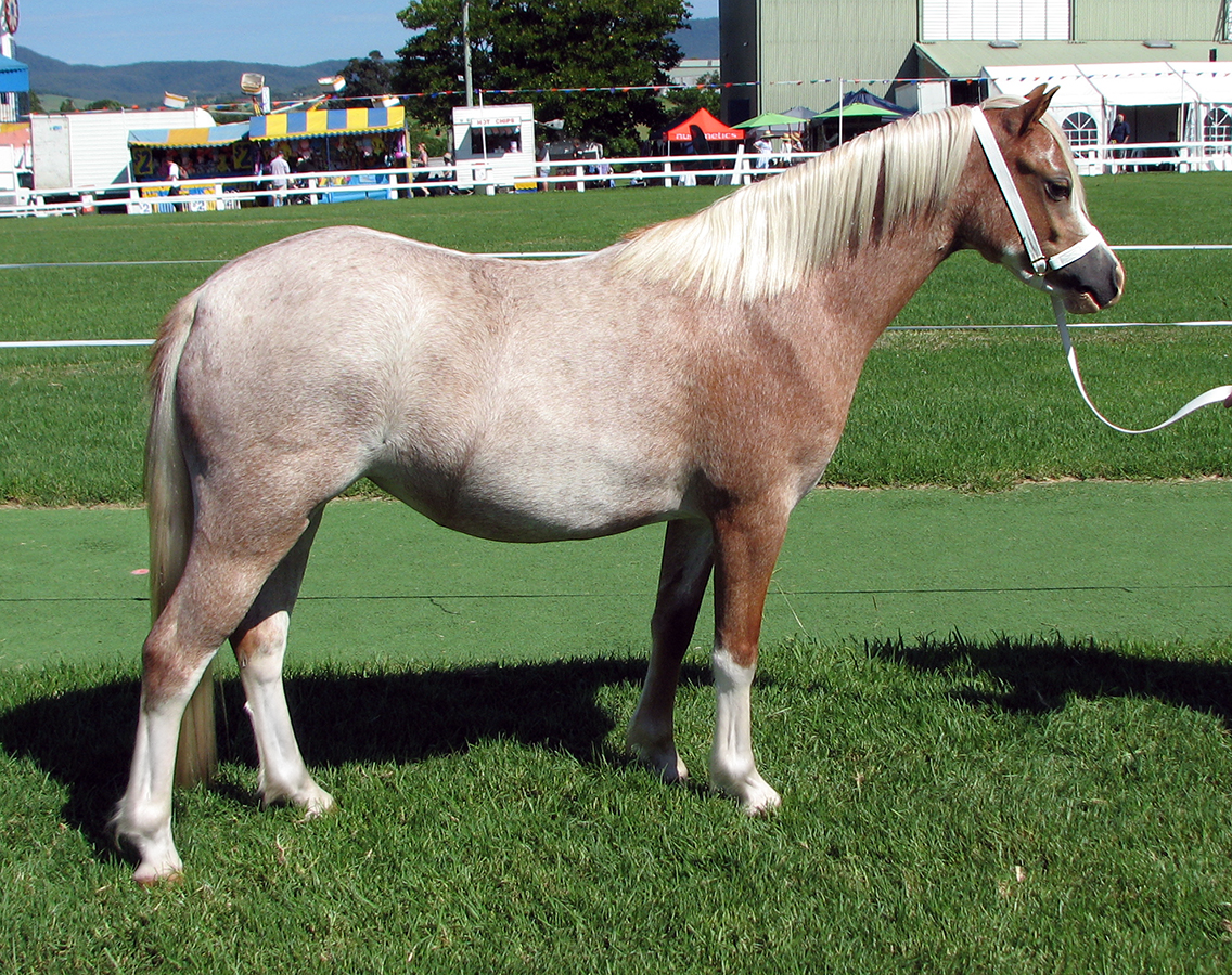 1st Welsh A Mare/Filly Milton Show 2016
