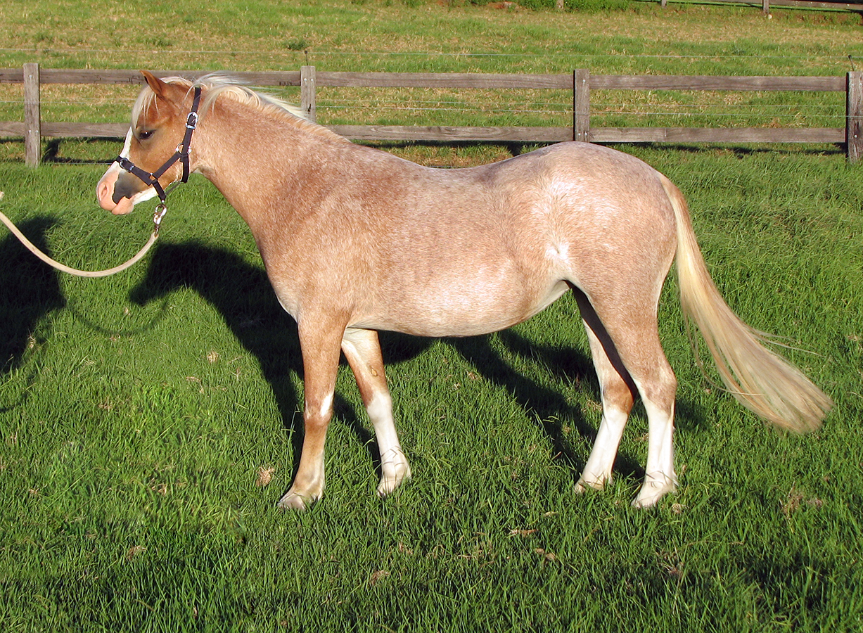 Welsh A Filly For Sale