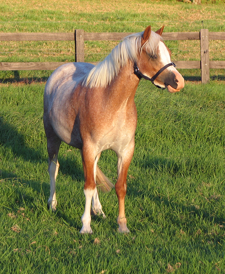 Bellingara Tequila Sunrise