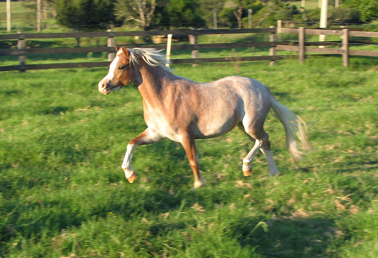 Welsh A Filly For Sale