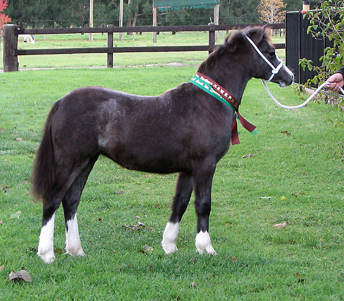 Bellingara Sabrina - Welsh Mountain Pony Filly Foal