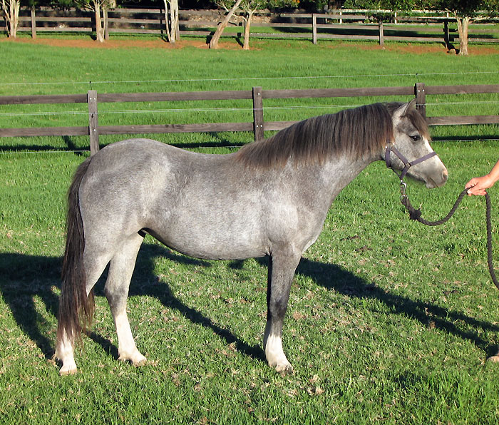 Welsh A Yearling Filly For Sale