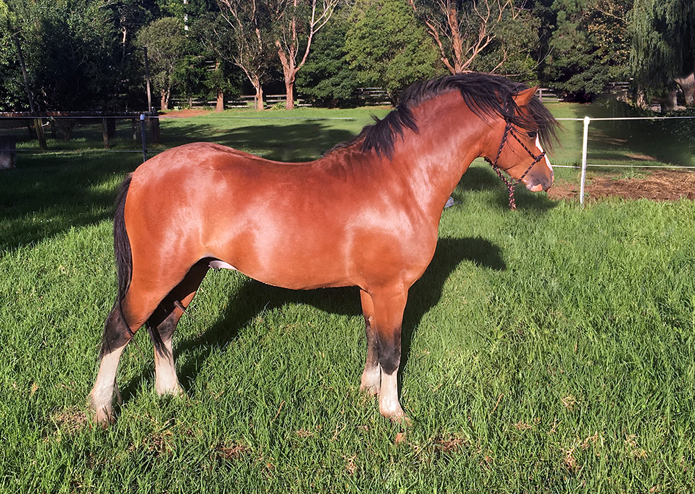 Bellingara Sailor - Welsh Sec A colt for sale
