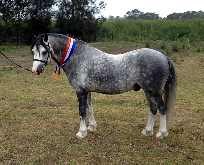 Champion Welsh Sec A Pony Albion Park Show - Bellingara Shogun