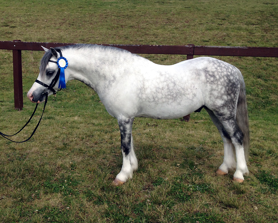 Bellingara Shogun - 1st Welsh A Hunter Stallion