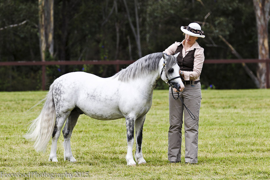 Bellingara Shogun - Welsh Mountain Pony Stallion National Pony of the Year