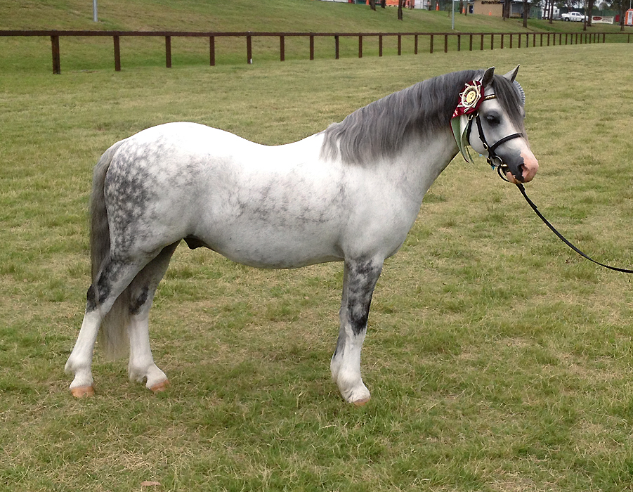 Bellingara Shogun - Top 4 in the National Pony of the Year Champion of Champions 2015