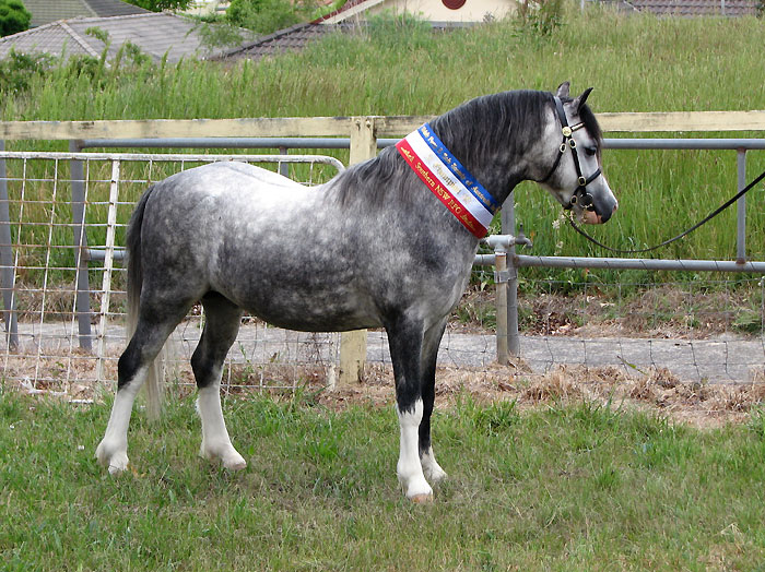Bellingara Shogun - Champion Welsh Mountain Pony Colt at the Southern NSW Pony Classic 2012