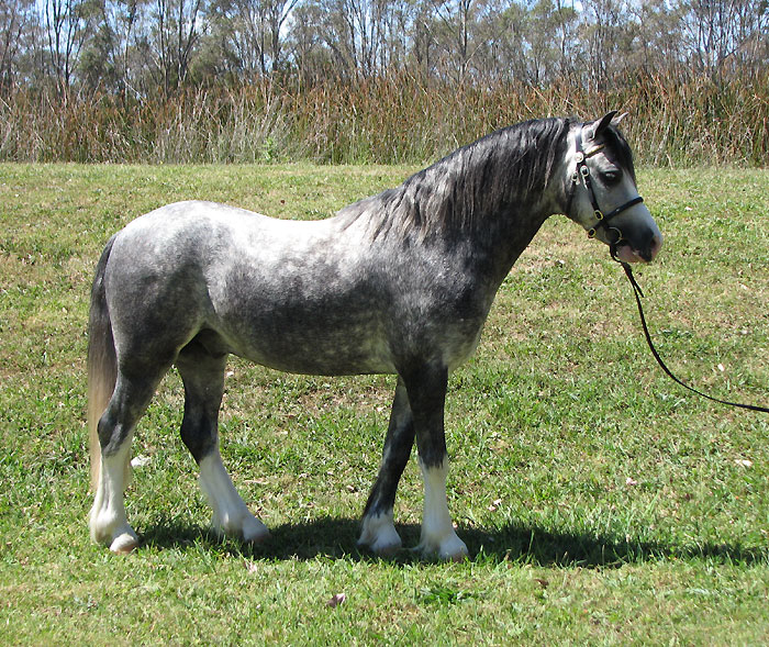 Bellingara Shogun - NSW All Welsh Show 2012