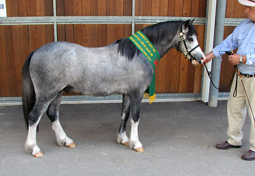 Bellingara Shogun - Res Champion NSW All Welsh 