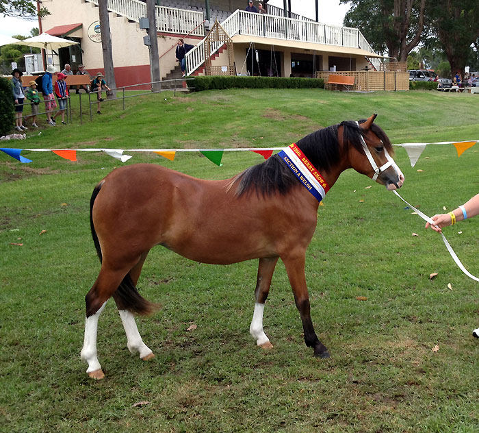Champion Welsh A Pony Berry Show - Bellingara Sienna
