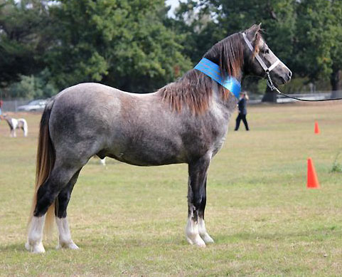 Bellingara Taylor Made