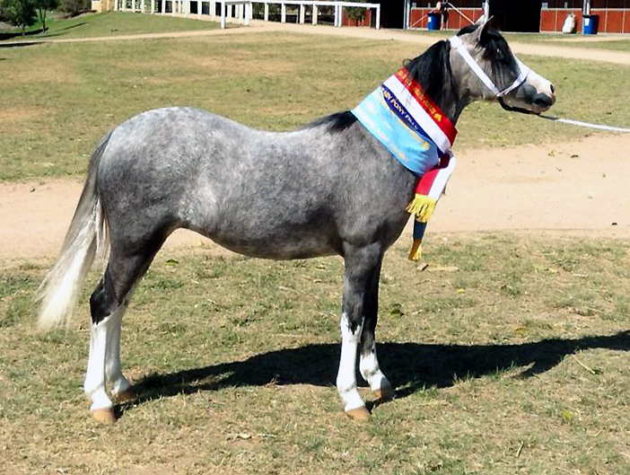 Bellingara Twilight - Supreme Welsh A Youngstock APSB Nationals 2014