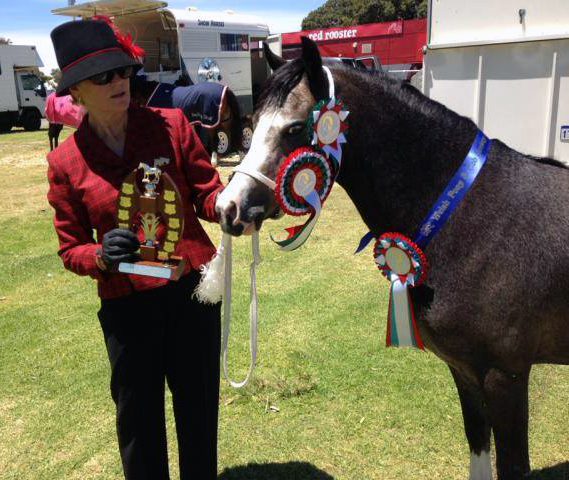 Bellingara Show & Tell - Supreme Welsh A Youngstock WA All Welsh 2014