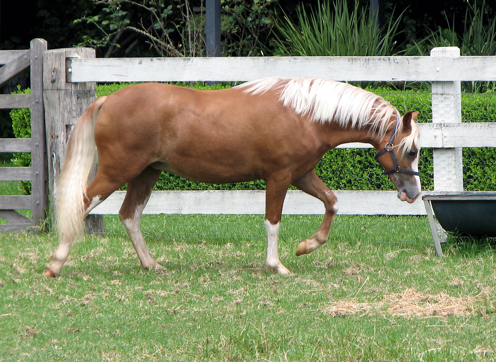 Chestnut Welsh Mountain Pony Filly For Sale