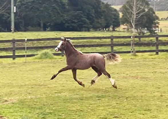 Pony trotting Bellingara Starsky