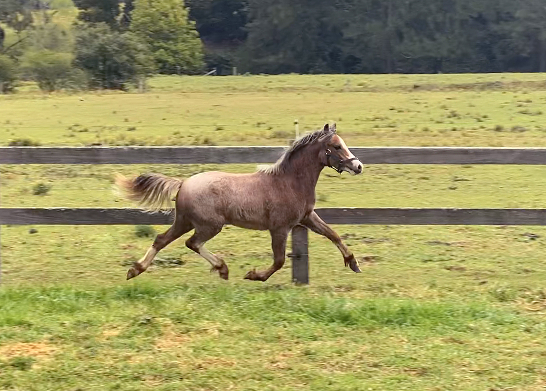 Welsh Sec A Pony For Sale