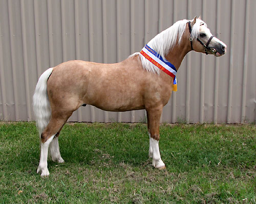 Snowdon Vale Peter Pan