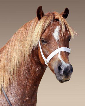 Welsh Pony Section A Gelding, Bellingara Tango