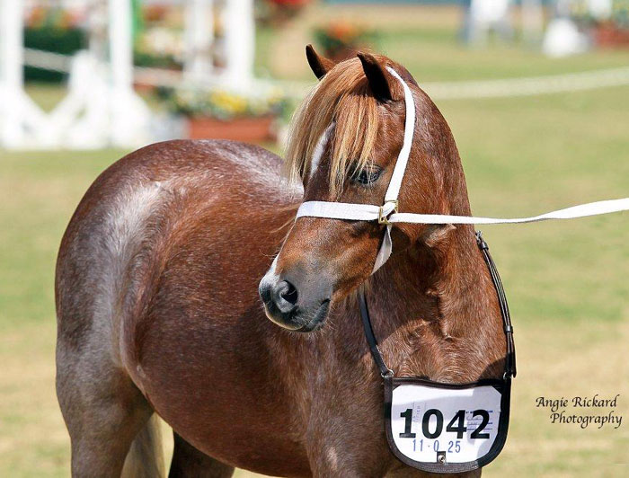 Welsh Mountain Pony Gelding, Bellingara Tango