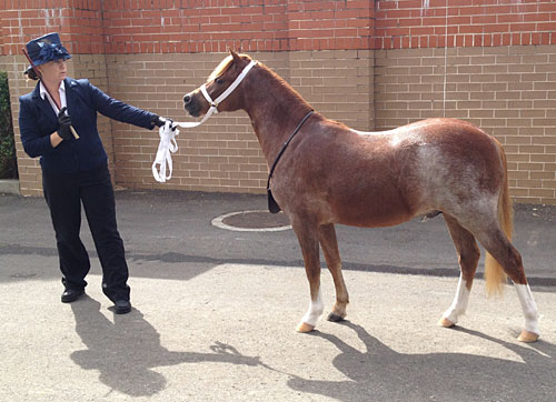 Welsh Mountain Pony Yearling Gelding, Bellingara Tanga, at Sydney Royal Show 2012
