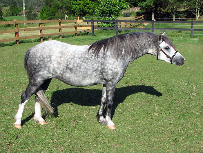Bellingara Tara - sold to Shelosmith Stud, Tasmania.