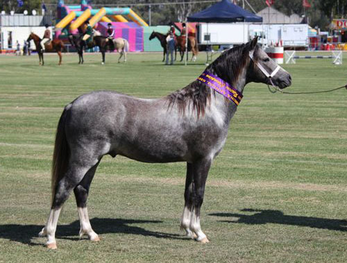 Bellingara Taylor Made