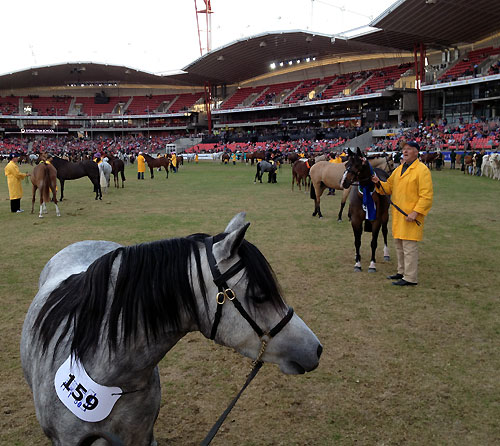Welsh Filly Bellingara Tina surveys the arena at Sydney Royal as we stop for photos.